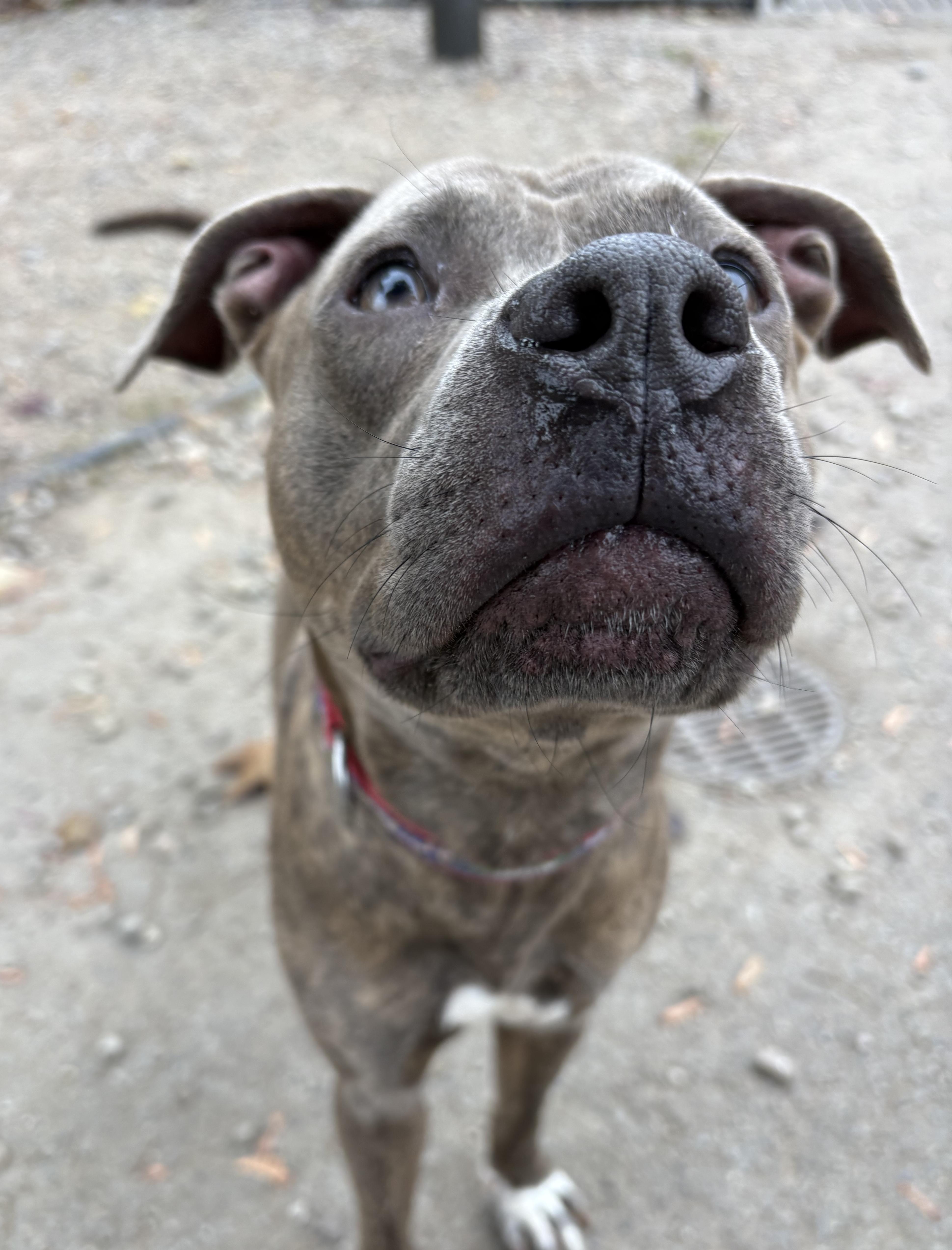 Enlarge Cracker Jack, a Adopted Pit Bull Terrier in Buffalo, NY image 4/6
