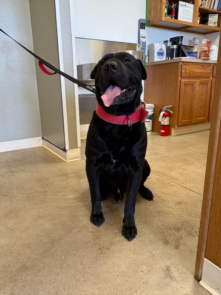 Enlarge Aryson, a Adoptable Shar-Pei in Sterling, CO image 1/1