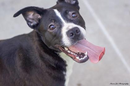 Tia, Adoptable, Adult Female Mixed Breed & Mixed Breed.