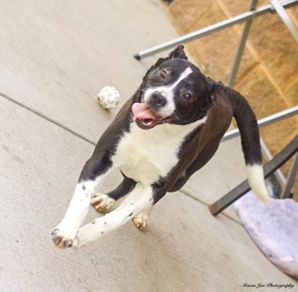 Enlarge Tia, a Adoptable Mixed Breed in Reidsville, NC image 2/2