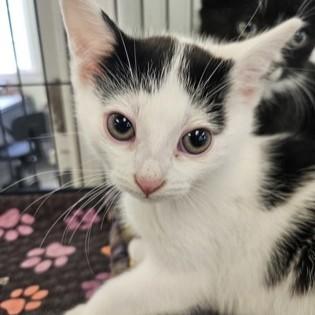 Salt, adopted, Kitten Male Domestic Short Hair.