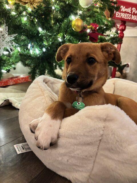 Blitzen, adopted, Puppy Female German Shepherd Dog.