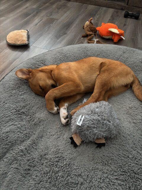 Enlarge Blitzen, an adopted mixed breed in Calgary, AB image 4/4