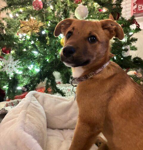 Enlarge Blitzen, an adopted mixed breed in Calgary, AB image 3/4