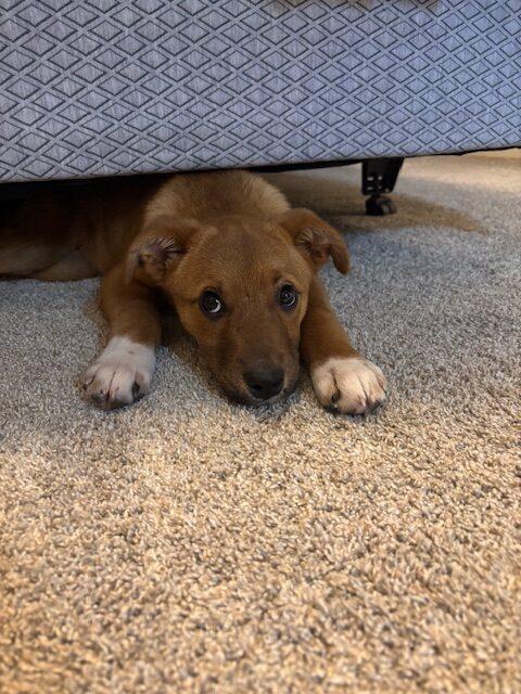 Enlarge Blitzen, an adopted mixed breed in Calgary, AB image 2/4