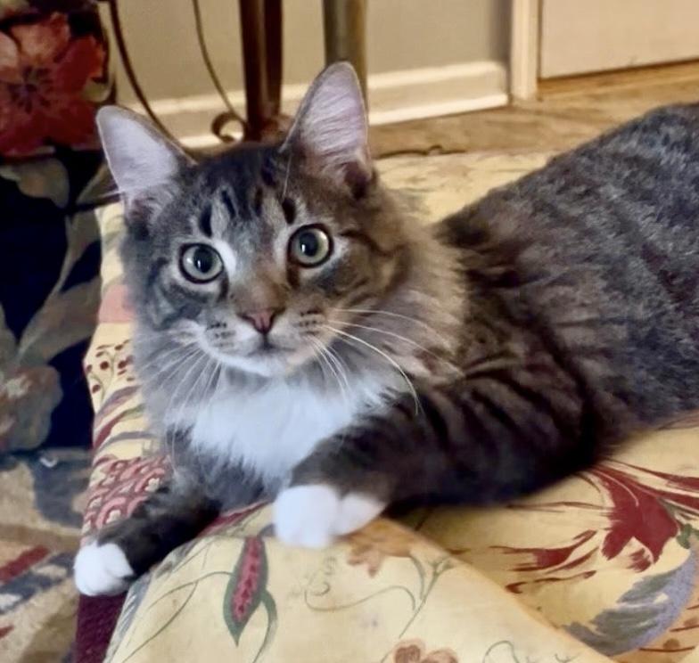 Enlarge Lennie, a ADOPTABLE Domestic Long Hair in Easley, SC image 1/4