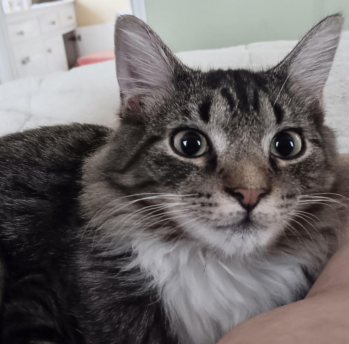 Enlarge Lennie, a ADOPTABLE Domestic Long Hair in Easley, SC image 4/4