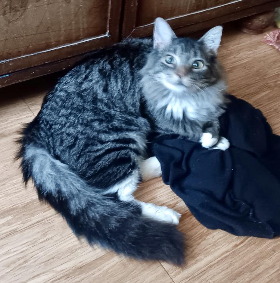 Enlarge Lennie, a ADOPTABLE Domestic Long Hair in Easley, SC image 3/4