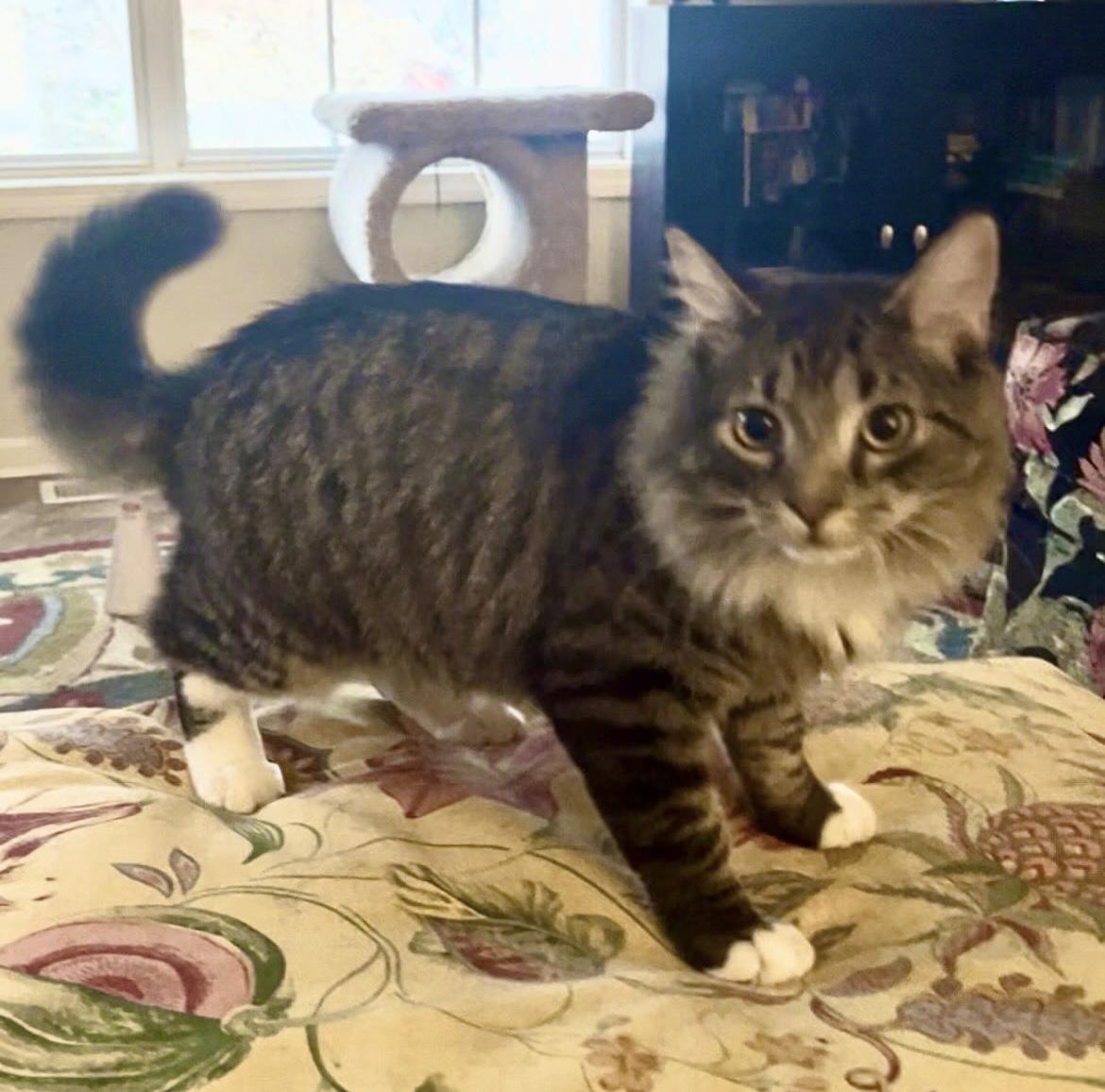 Enlarge Lennie, a ADOPTABLE Domestic Long Hair in Easley, SC image 2/4