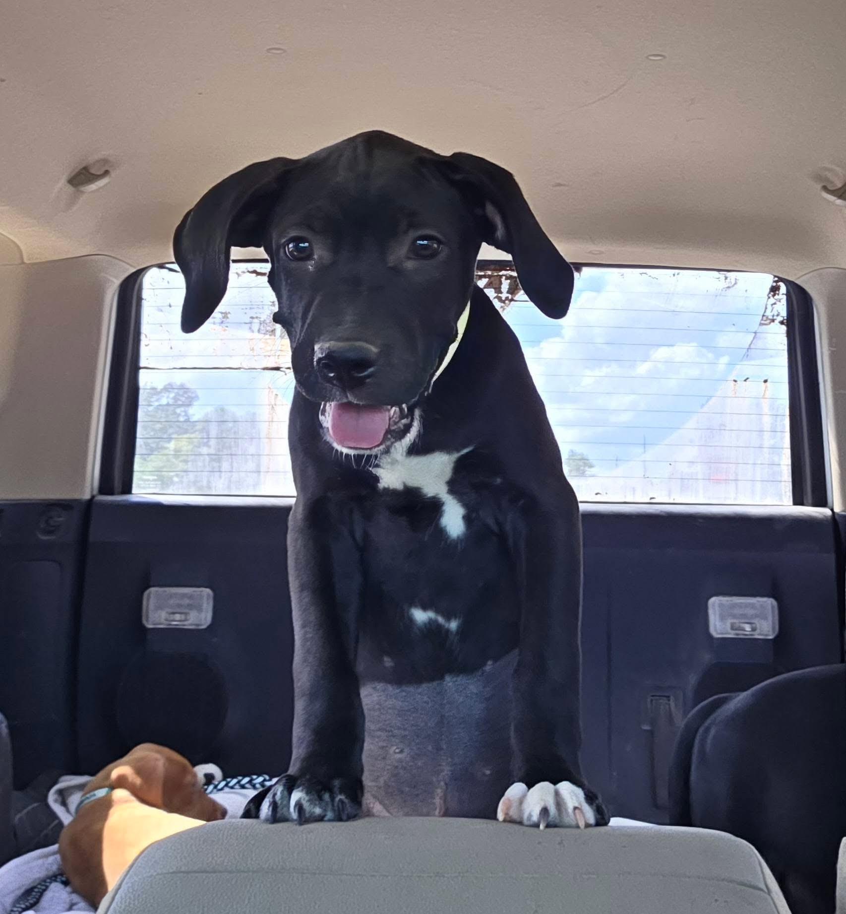 Hoover, Adopted, Puppy Male Basset Hound & Black Labrador Retriever.