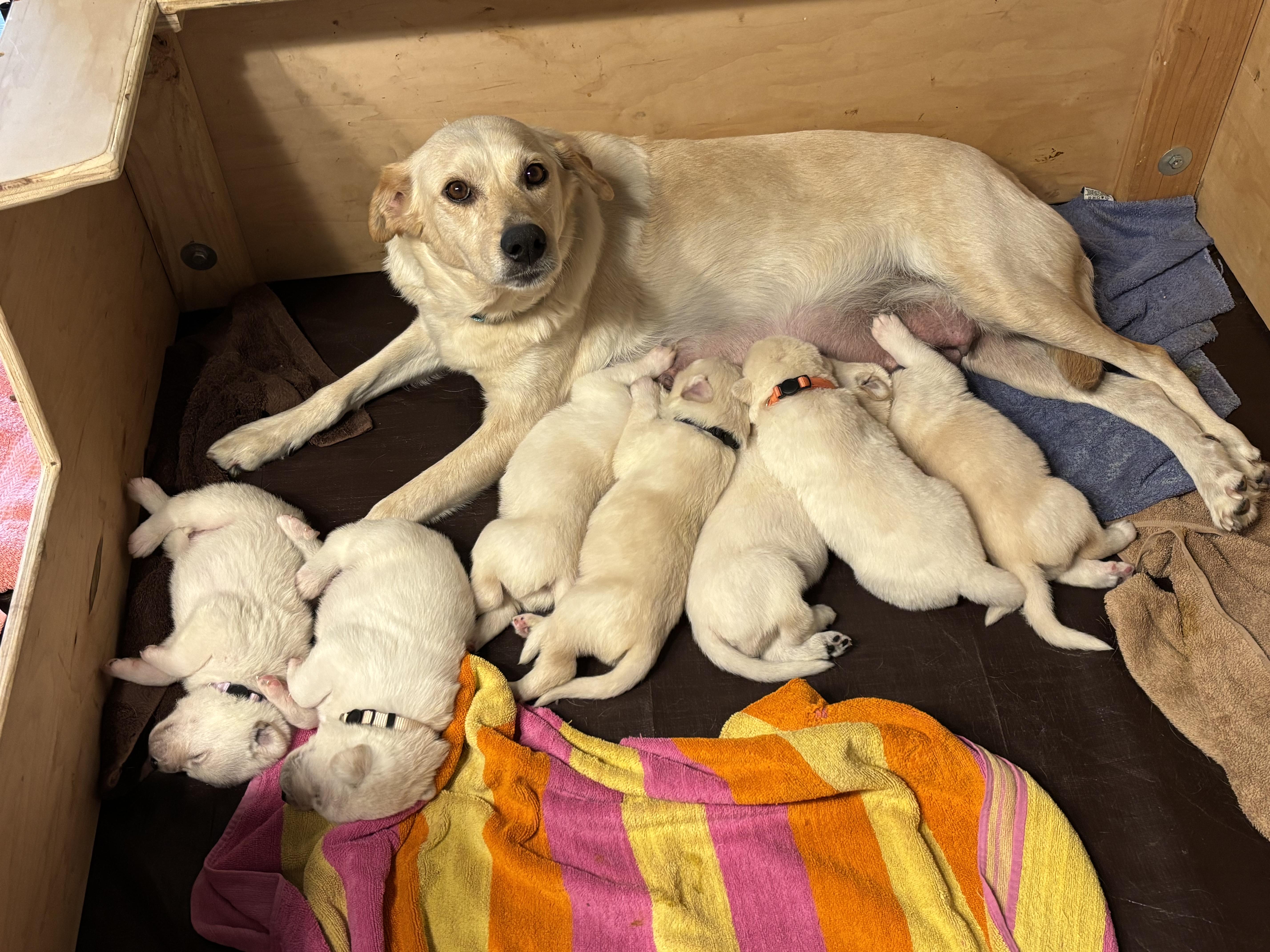 Enlarge Female Lab Mix Puppy, an adopted mixed breed in San Francisco, CA image 6/6