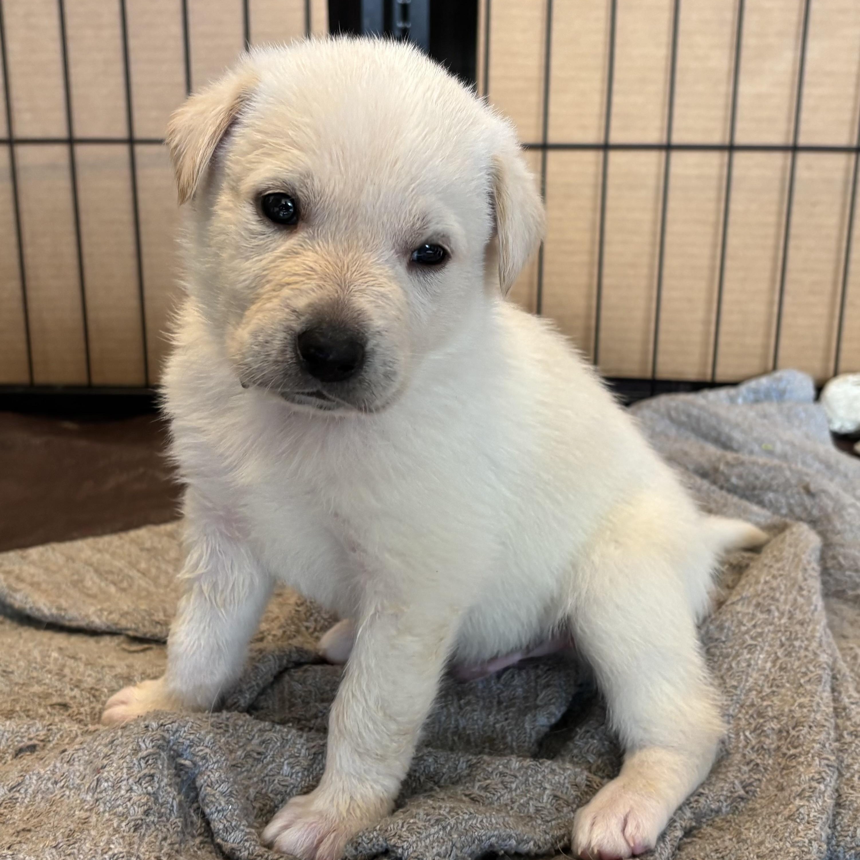 Enlarge Female Lab Mix Puppy, an adopted mixed breed in San Francisco, CA image 3/6
