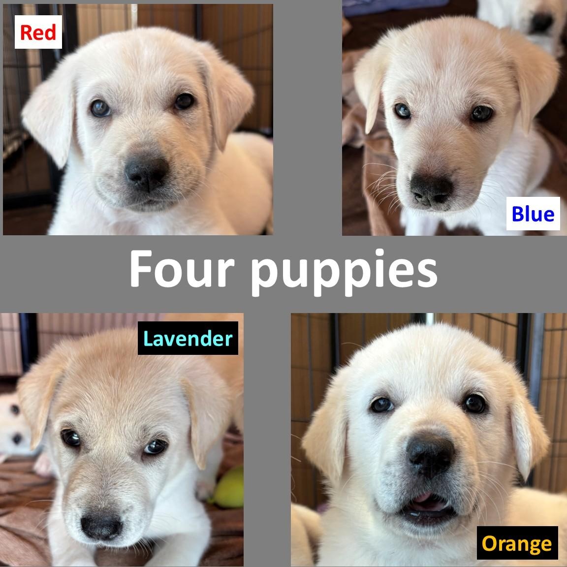 Female Lab Mix Puppy, Adoptable, Puppy Female Labrador Retriever & Great Pyrenees.