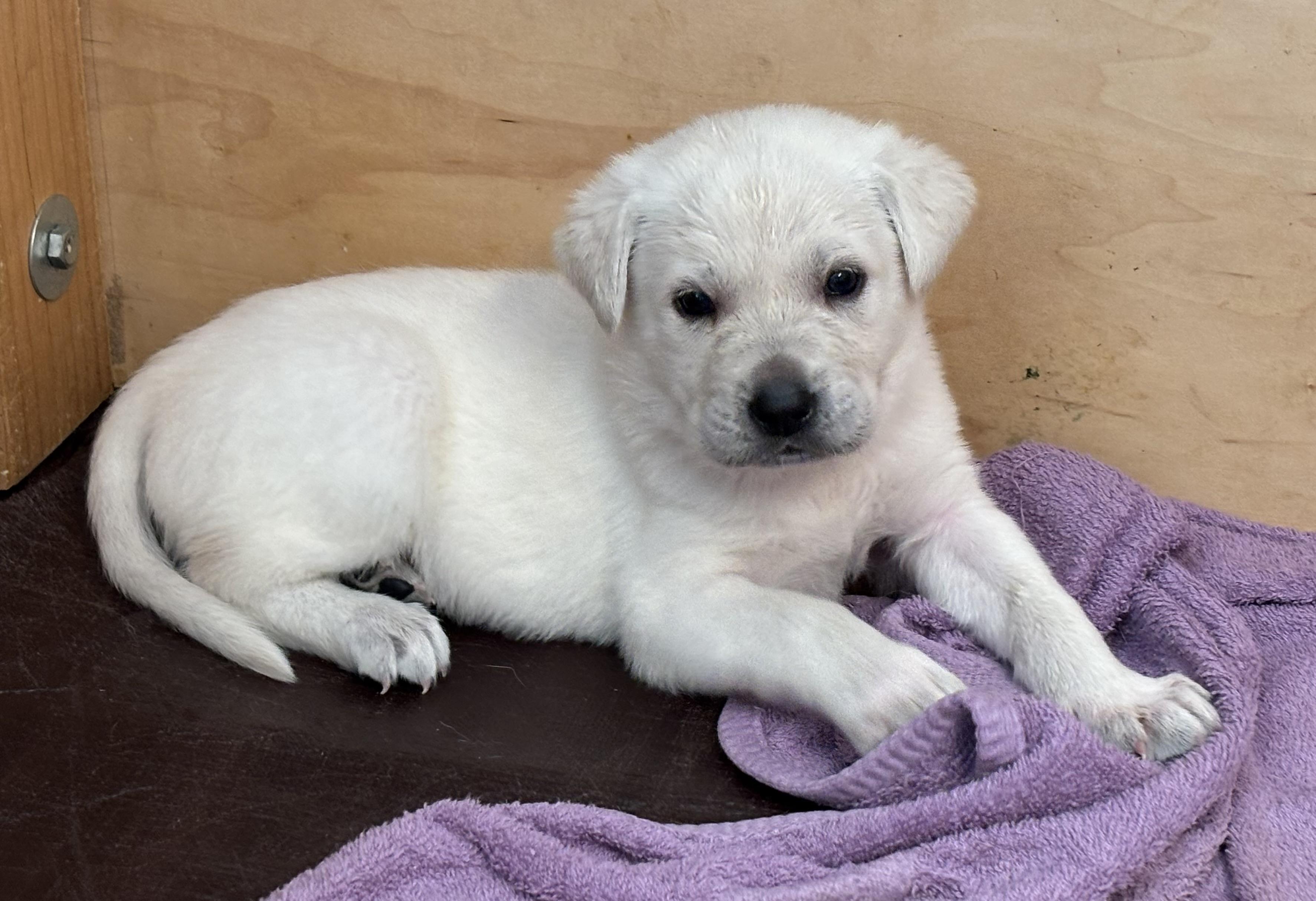 Enlarge Female Lab Mix Puppy, an adopted mixed breed in San Francisco, CA image 4/6