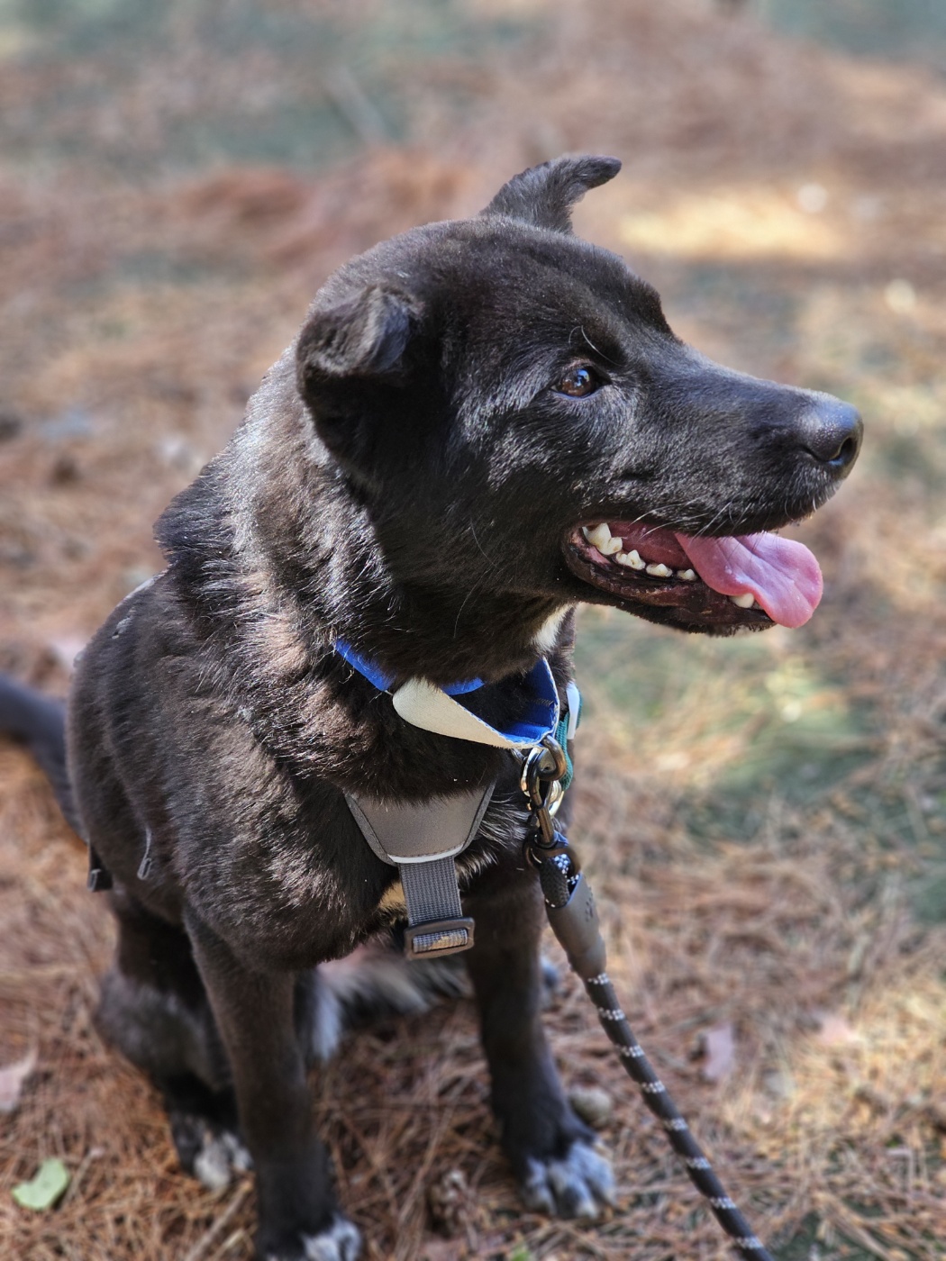 Enlarge Lola, a Adoptable Jindo in Centreville, VA image 3/6