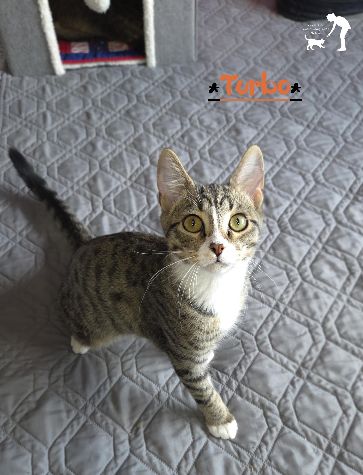 Enlarge Turbo, a Adoptable Domestic Short Hair in Centerville, UT image 1/6