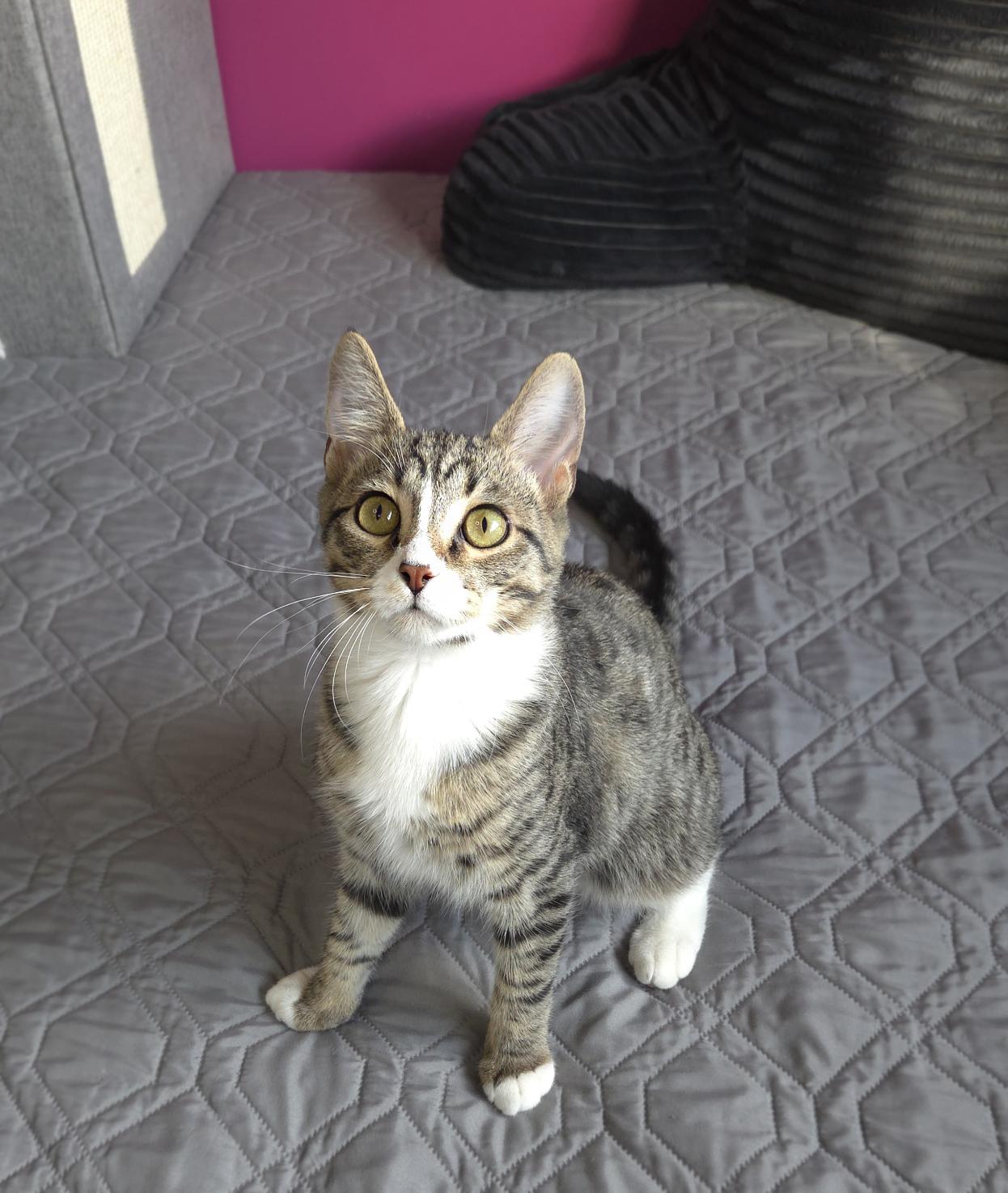 Enlarge Turbo, a Adoptable Domestic Short Hair in Centerville, UT image 4/6