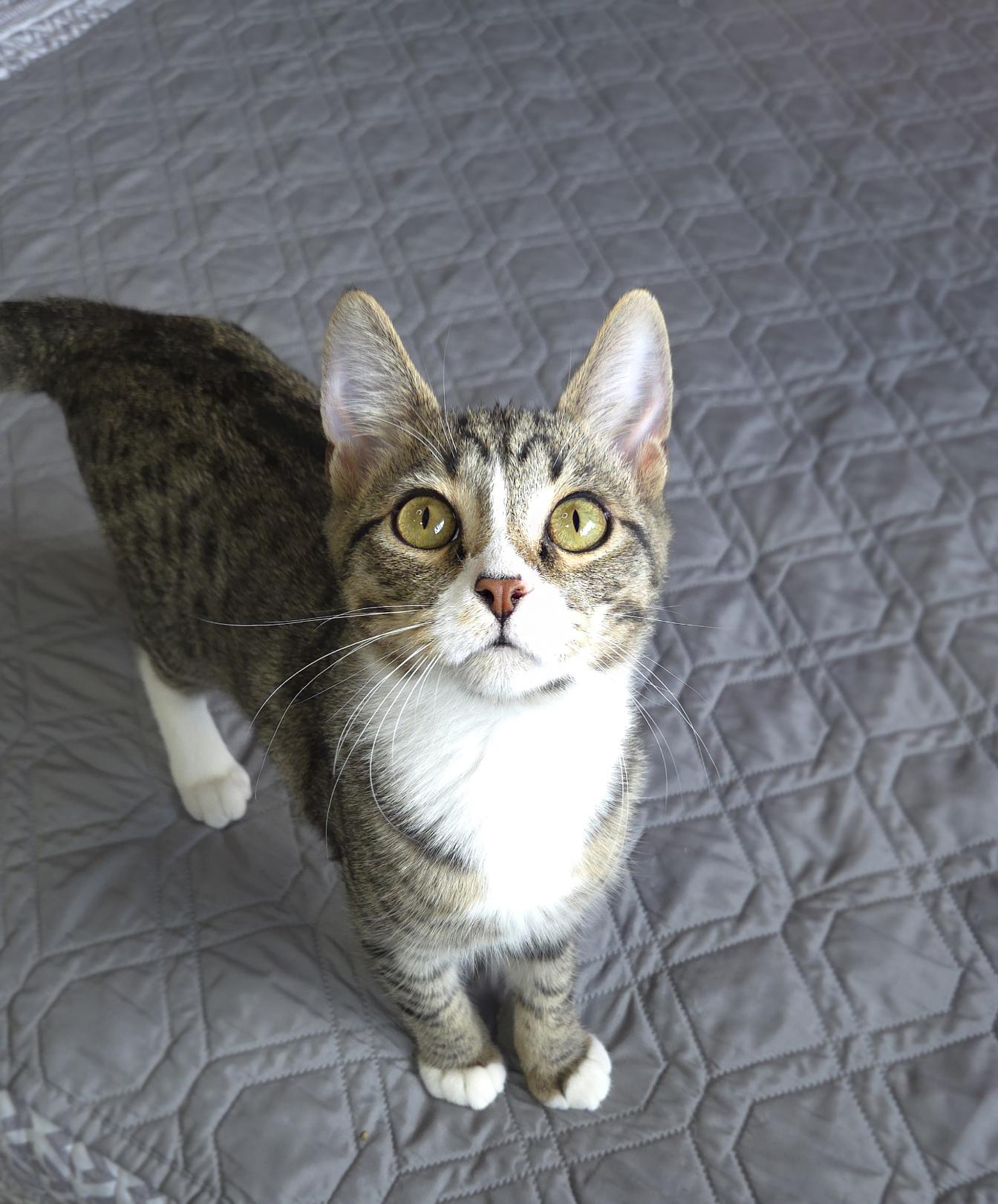 Enlarge Turbo, a Adoptable Domestic Short Hair in Centerville, UT image 3/6