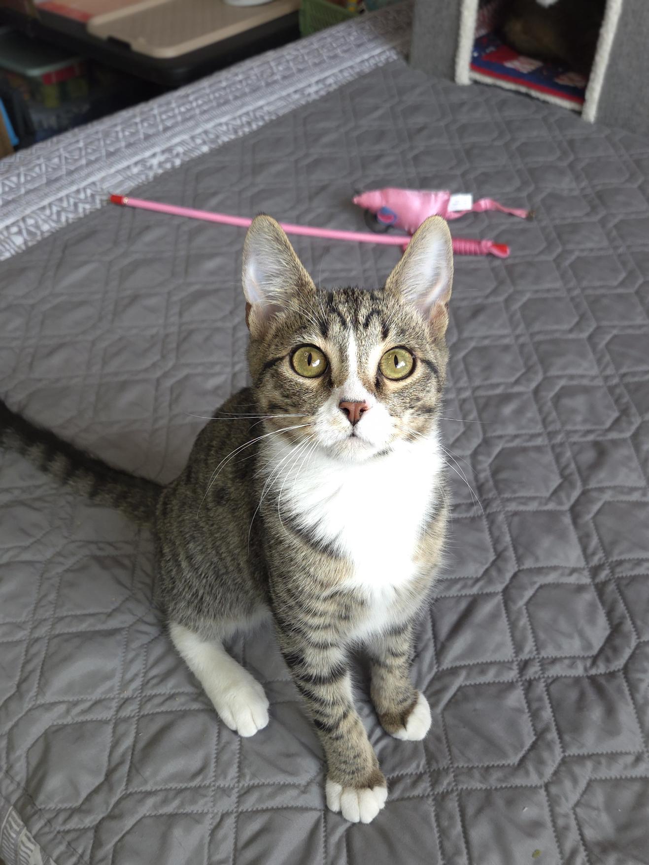 Enlarge Turbo, a Adoptable Domestic Short Hair in Centerville, UT image 2/6