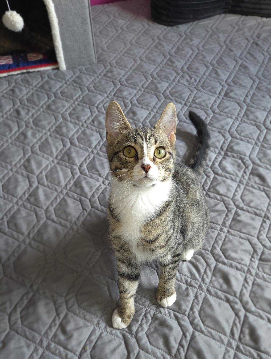 Enlarge Turbo, a Adoptable Domestic Short Hair in Centerville, UT image 5/6