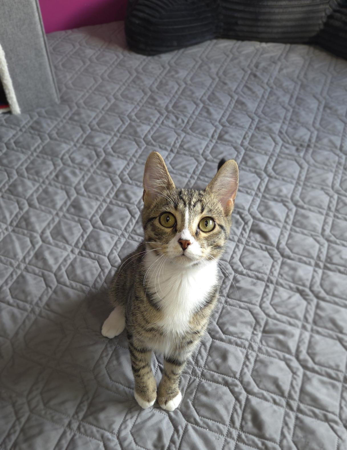 Enlarge Turbo, a Adoptable Domestic Short Hair in Centerville, UT image 6/6