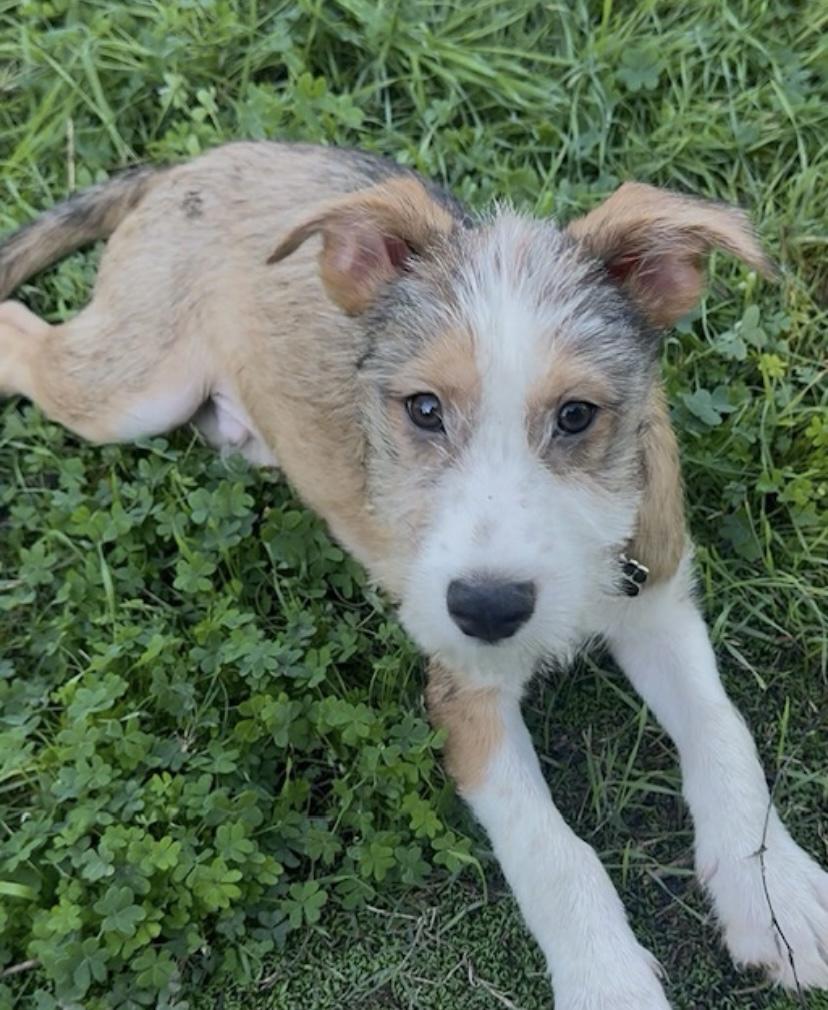 Enlarge Laddie, an adopted mixed breed in Oceanside, CA image 1/1