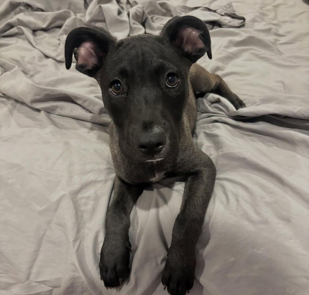 Bronson