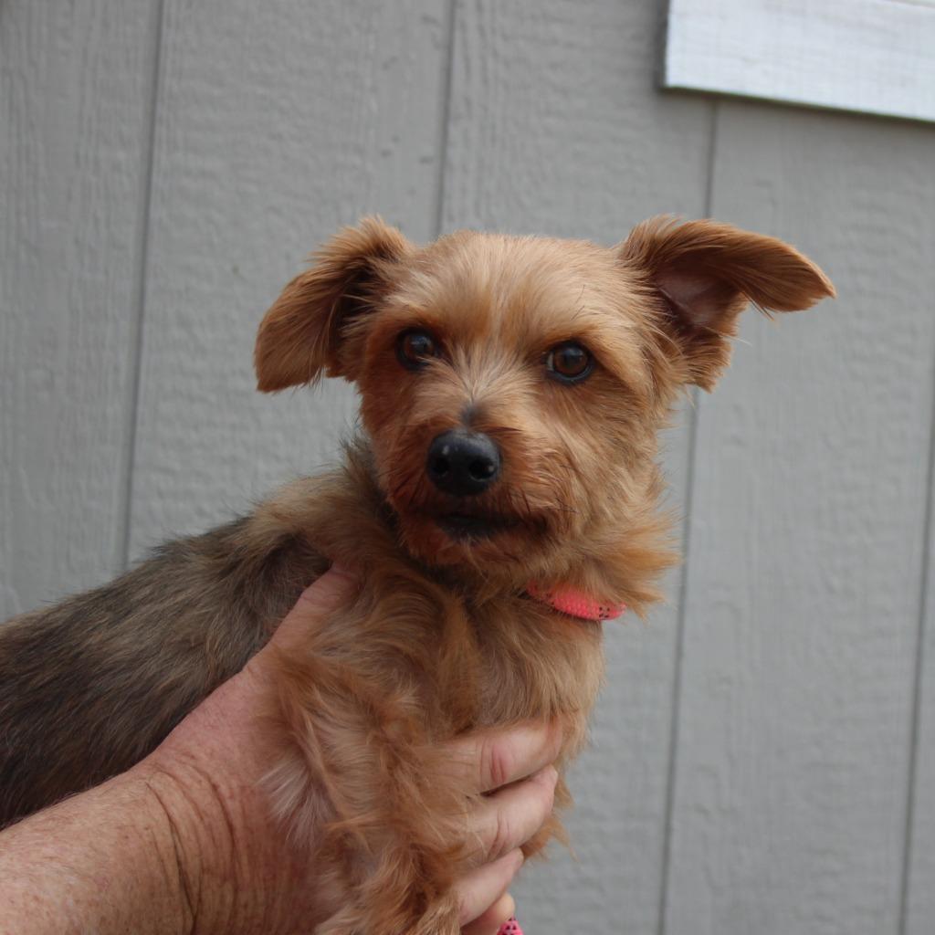 Kai, Adoptable, Adult Male Yorkshire Terrier & Mixed Breed.