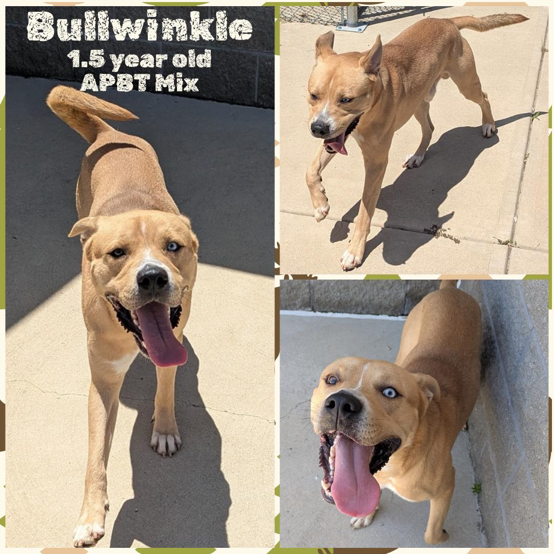 Enlarge Bullwinkle, a Adoptable mixed breed in Franklin, IN image 1/1