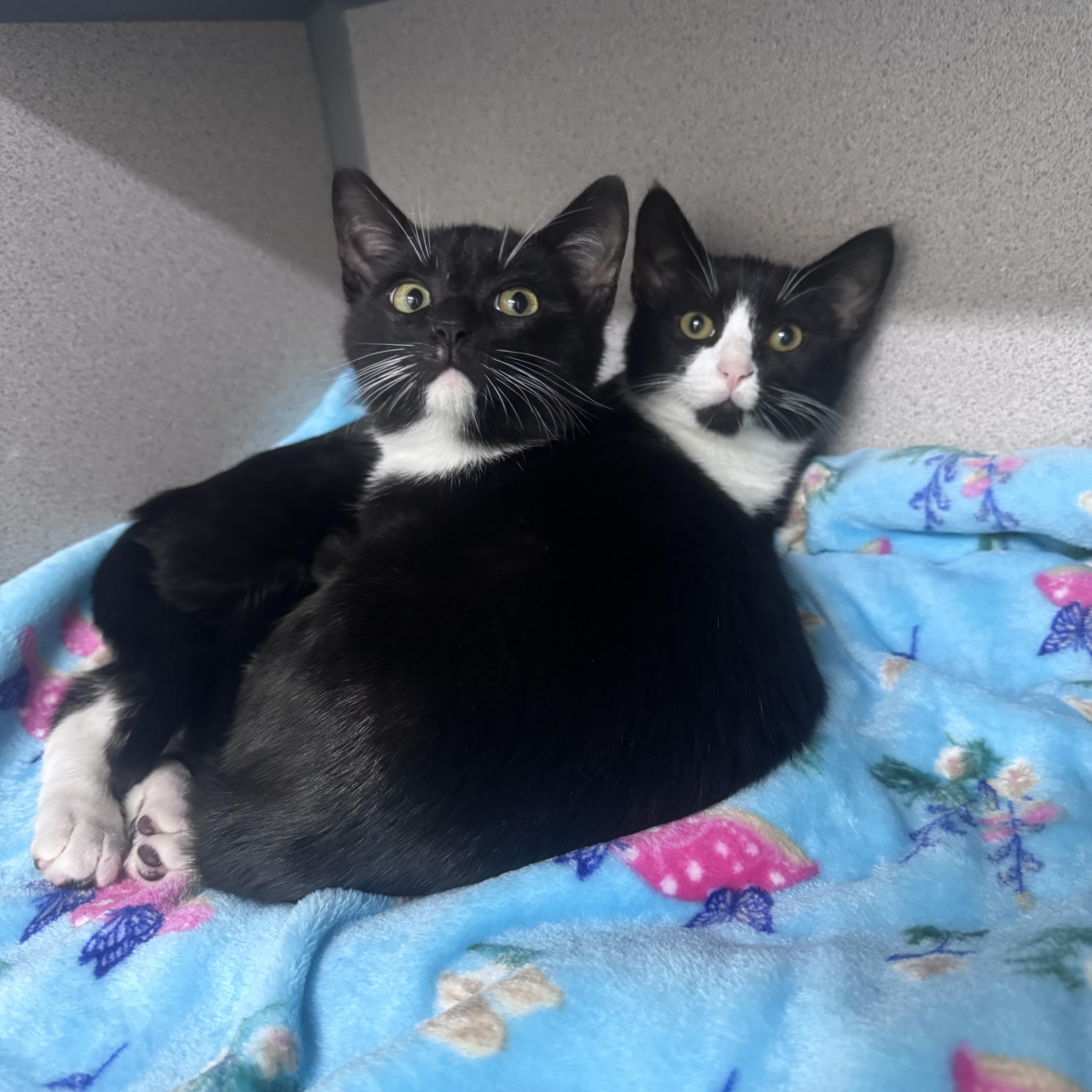 Enlarge Pharaoh, an adoptable Domestic Short Hair in Mississippi State, MS image 4/6