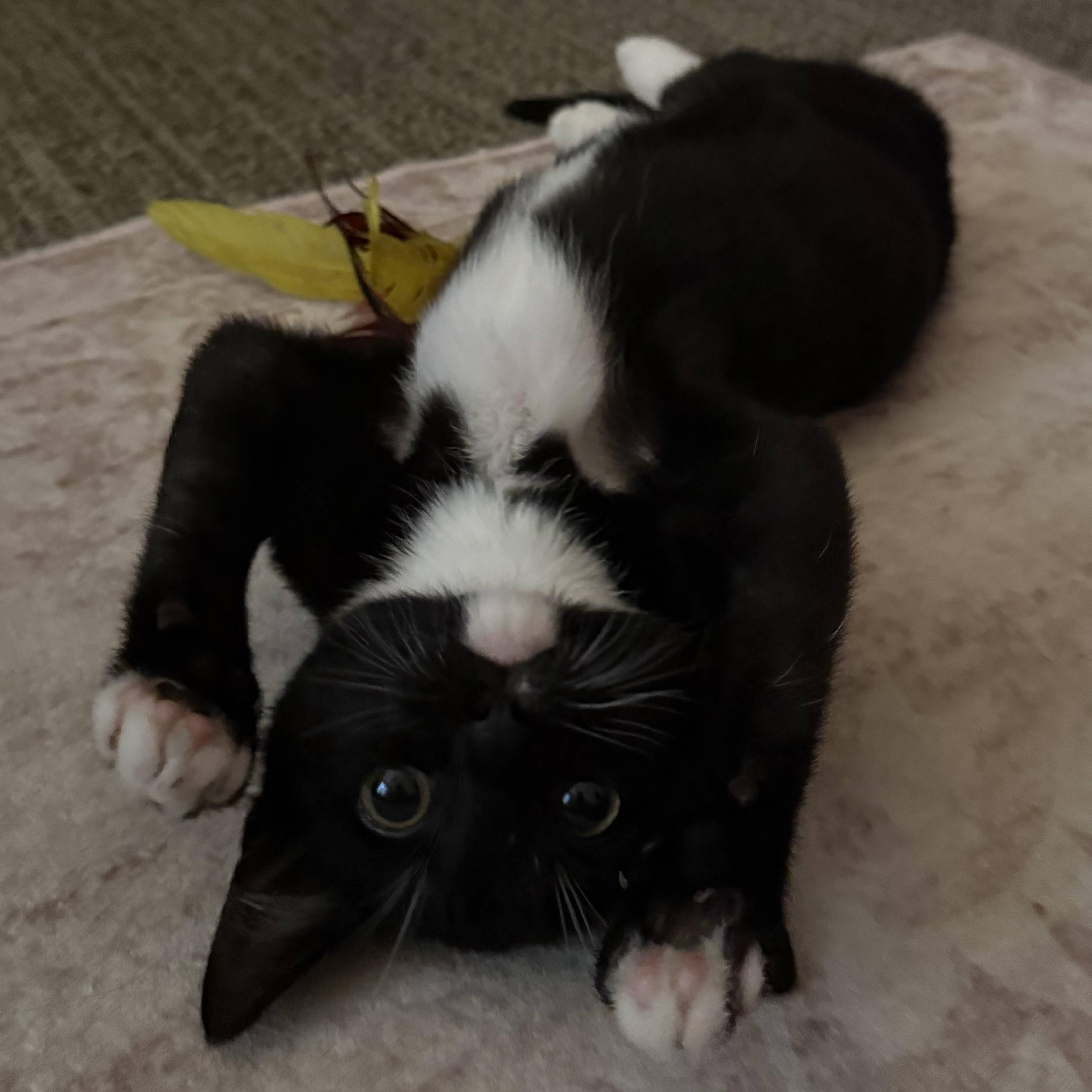 Enlarge Pharaoh, an adoptable Domestic Short Hair in Mississippi State, MS image 2/6