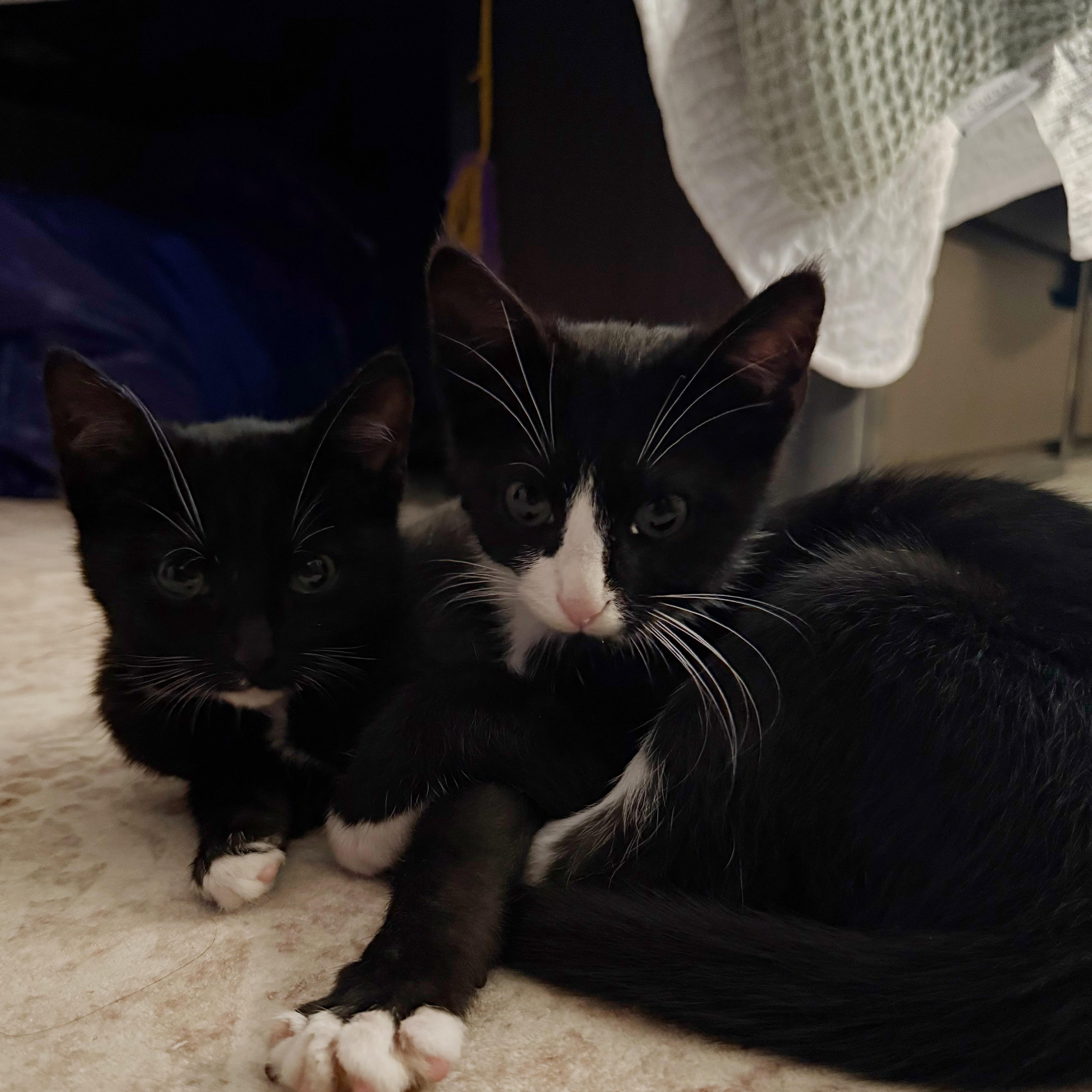 Enlarge Pharaoh, an adoptable Domestic Short Hair in Mississippi State, MS image 6/6