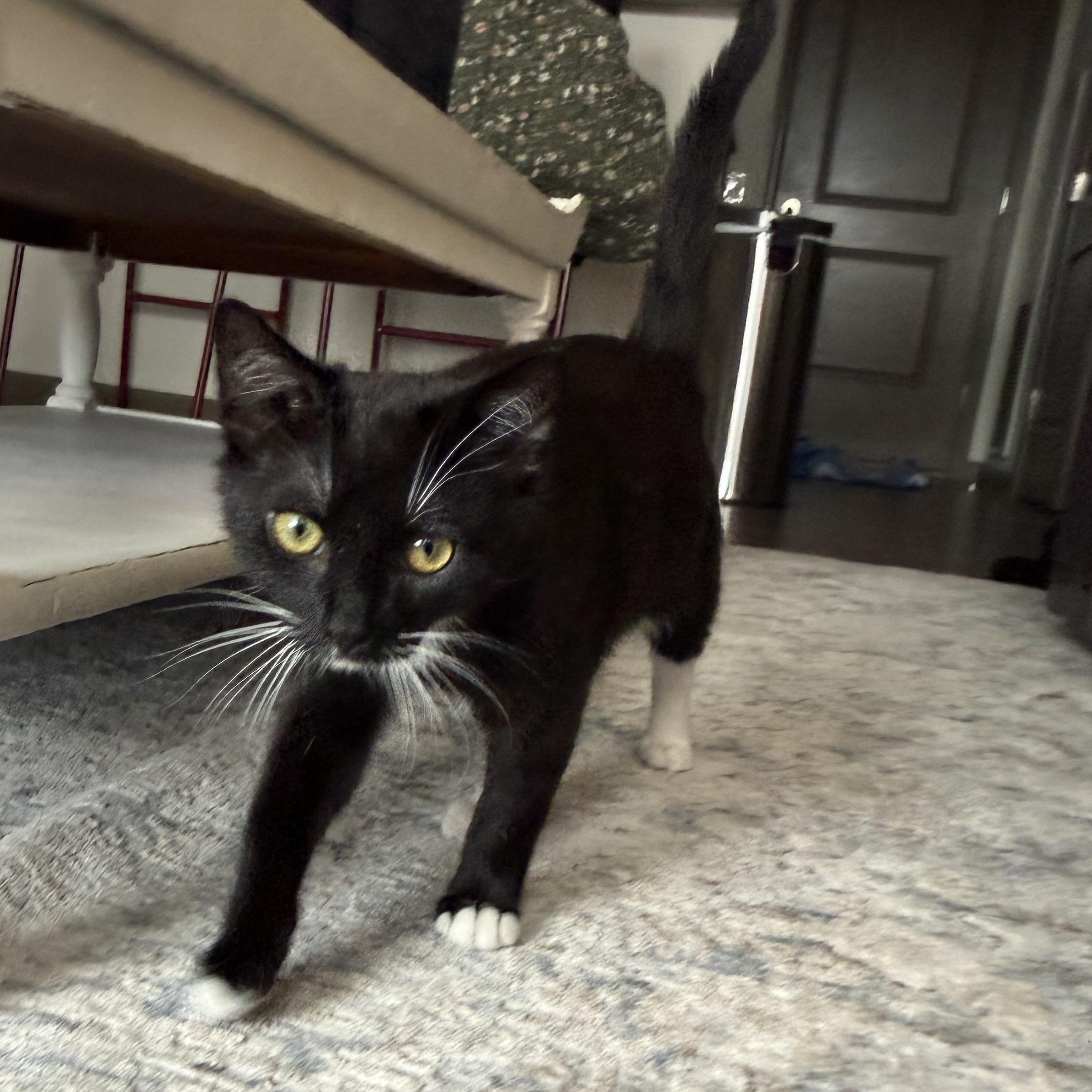 Enlarge Pharaoh, an adoptable Domestic Short Hair in Mississippi State, MS image 3/6