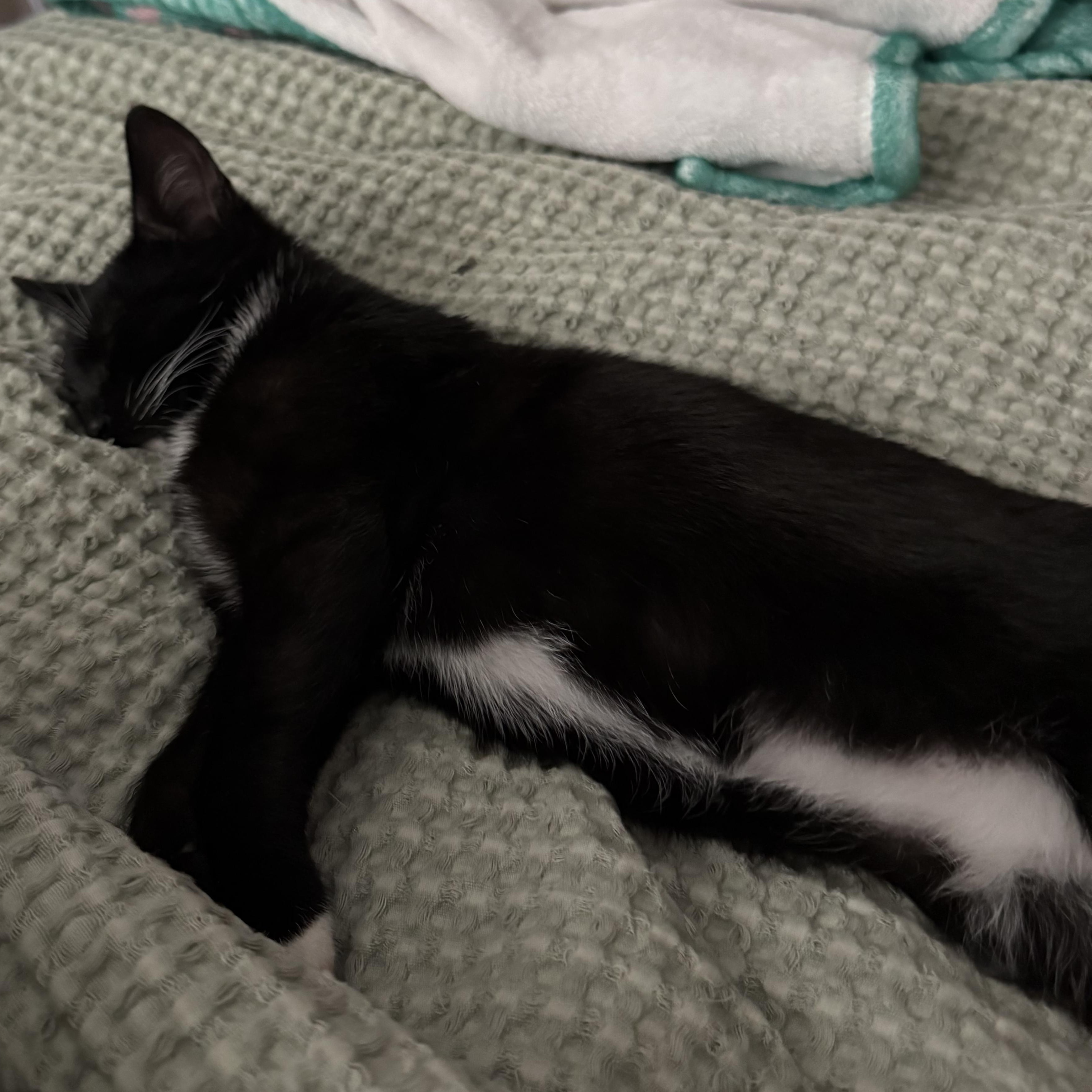 Enlarge Pharaoh, an adoptable Domestic Short Hair in Mississippi State, MS image 5/6