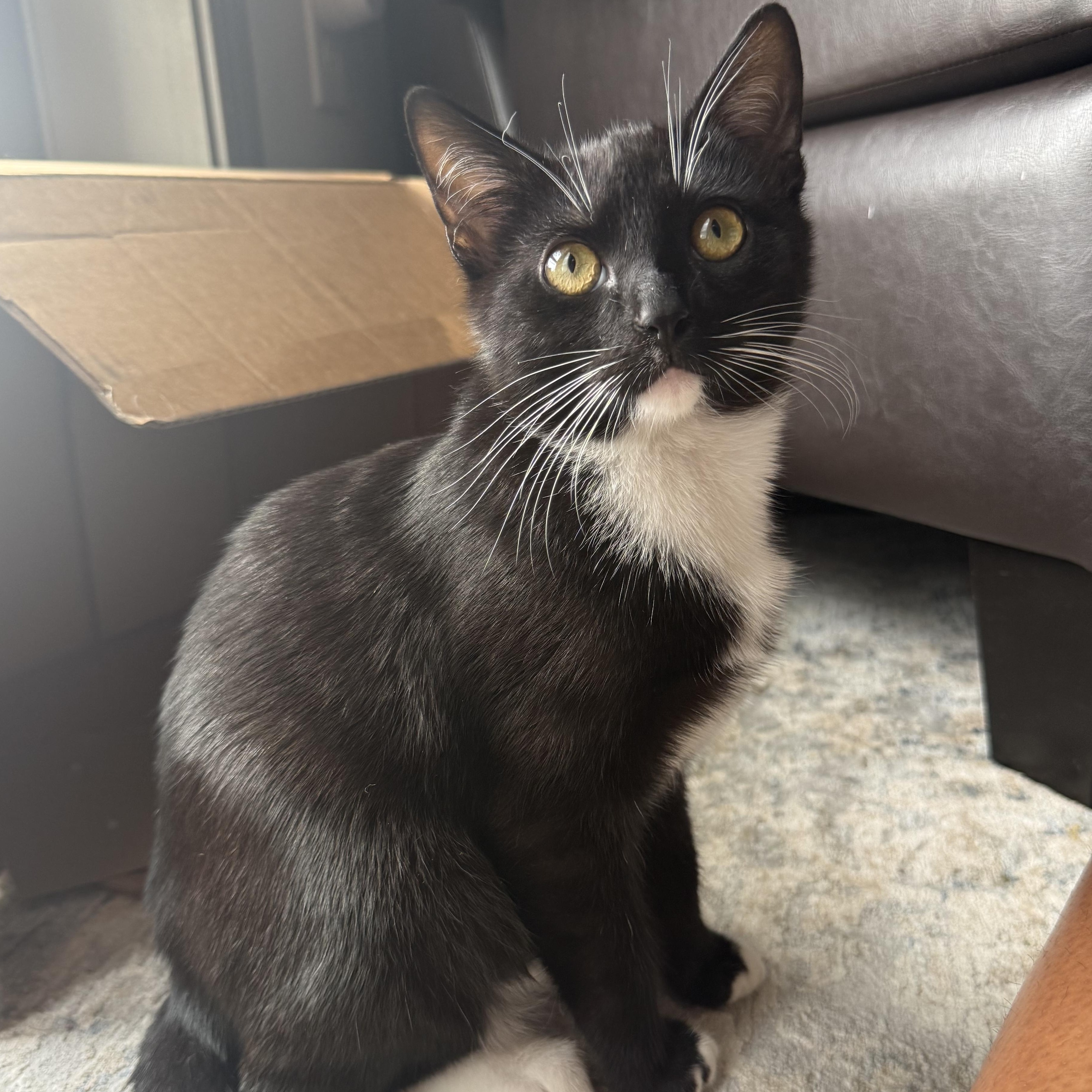 Enlarge Pharaoh, an adoptable Domestic Short Hair in Mississippi State, MS image 1/6