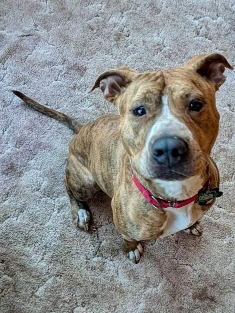 Peppercorn, Adoptable, Adult Female Pit Bull Terrier & Mixed Breed.