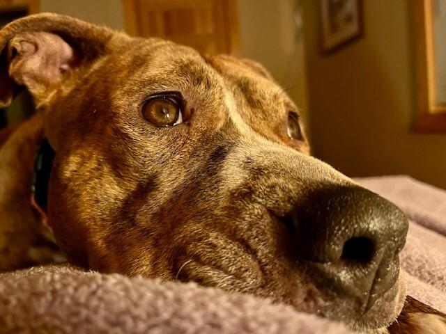 Enlarge Peppercorn, a Adoptable mixed breed in Fort Collins, CO image 2/6