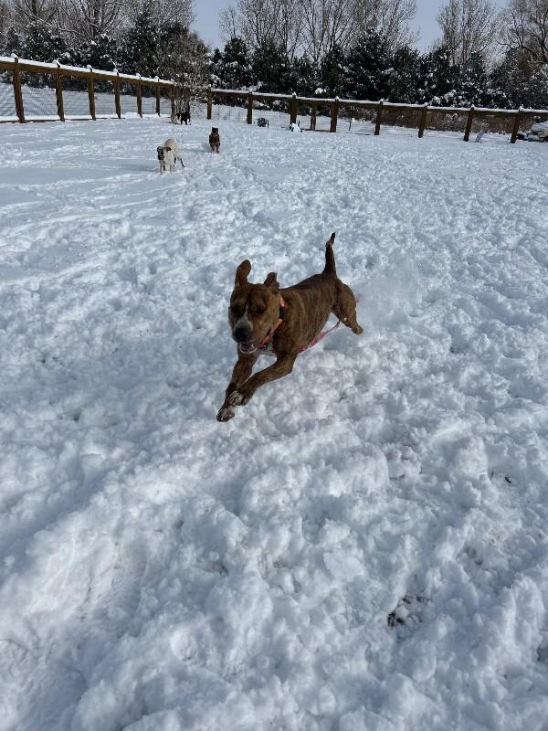Enlarge Peppercorn, a Adoptable mixed breed in Fort Collins, CO image 2/6