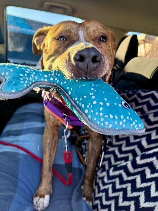 Enlarge Peppercorn, a Adoptable mixed breed in Fort Collins, CO image 4/6