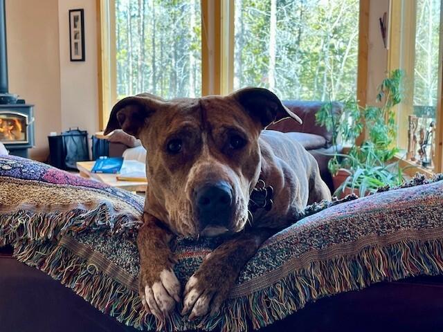 Enlarge Peppercorn, a Adoptable mixed breed in Fort Collins, CO image 3/6