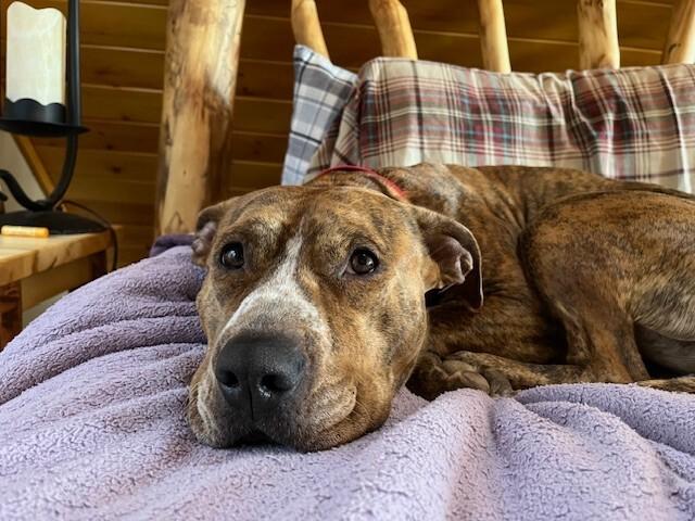 Enlarge Peppercorn, a Adoptable mixed breed in Fort Collins, CO image 4/6