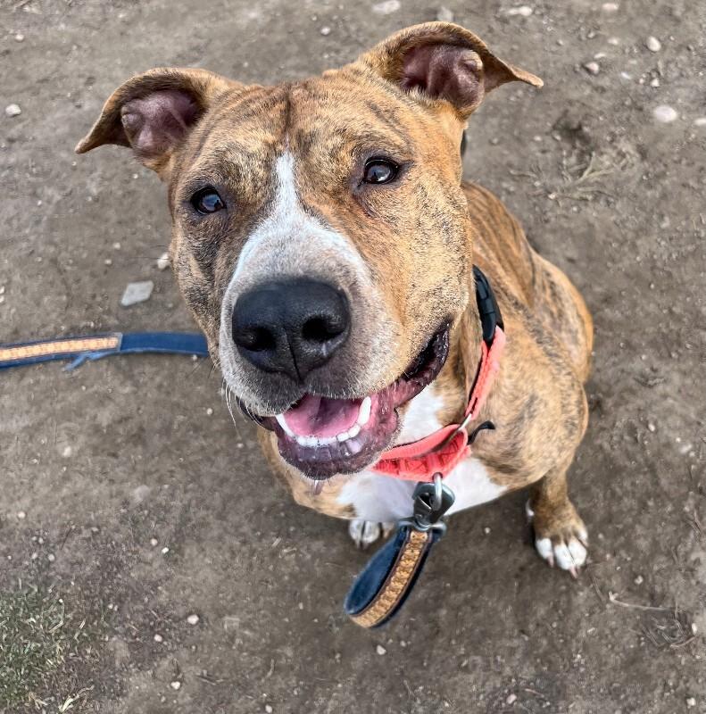 Enlarge Peppercorn, a Adoptable mixed breed in Fort Collins, CO image 5/6