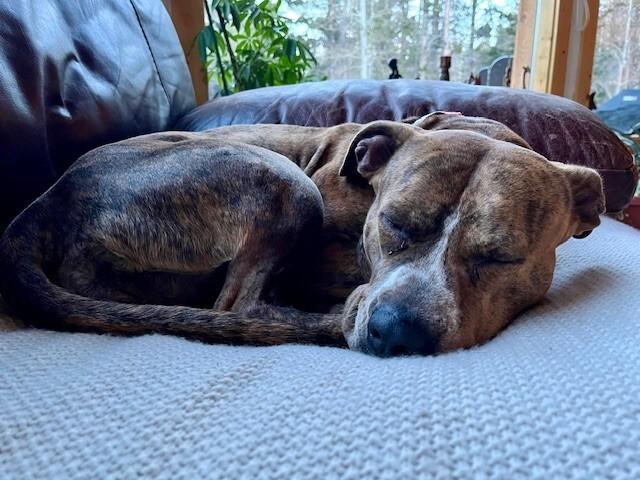 Enlarge Peppercorn, a Adoptable mixed breed in Fort Collins, CO image 5/6