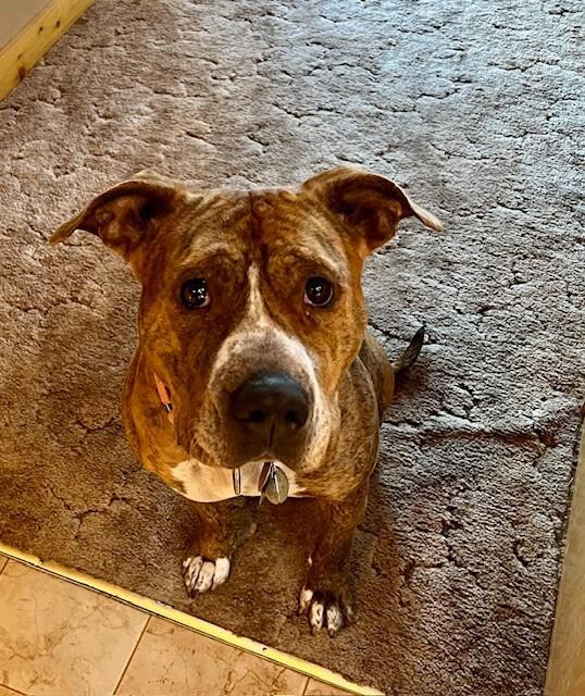 Enlarge Peppercorn, a Adoptable mixed breed in Fort Collins, CO image 6/6