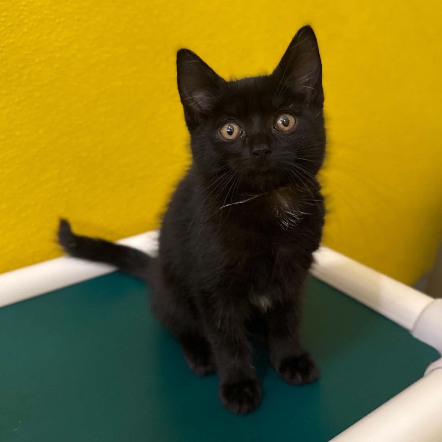 Giraffe, ADOPTABLE, Kitten Female Domestic Short Hair.