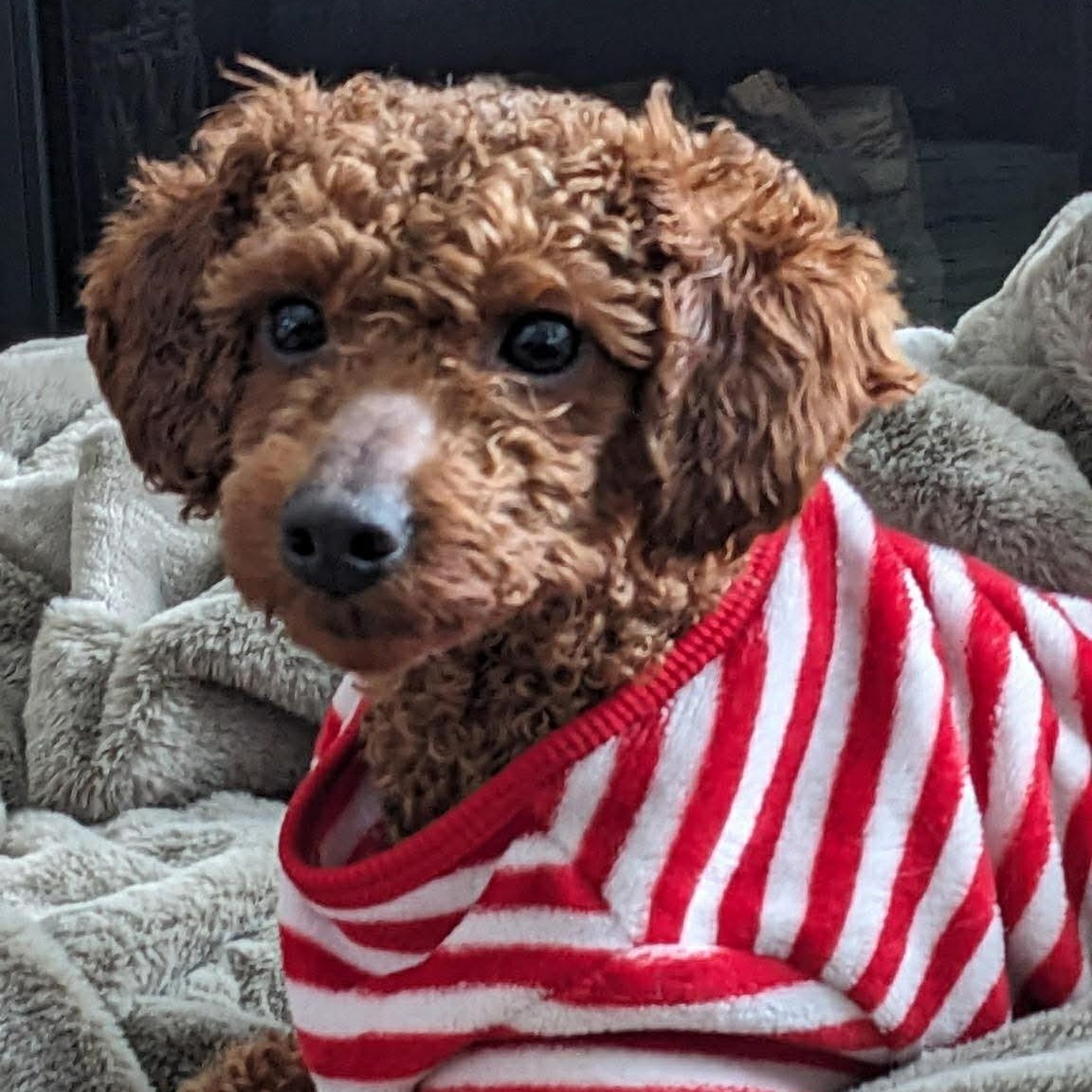 Eminence - Home Visit in Process, Adoptable, Young Female Poodle.