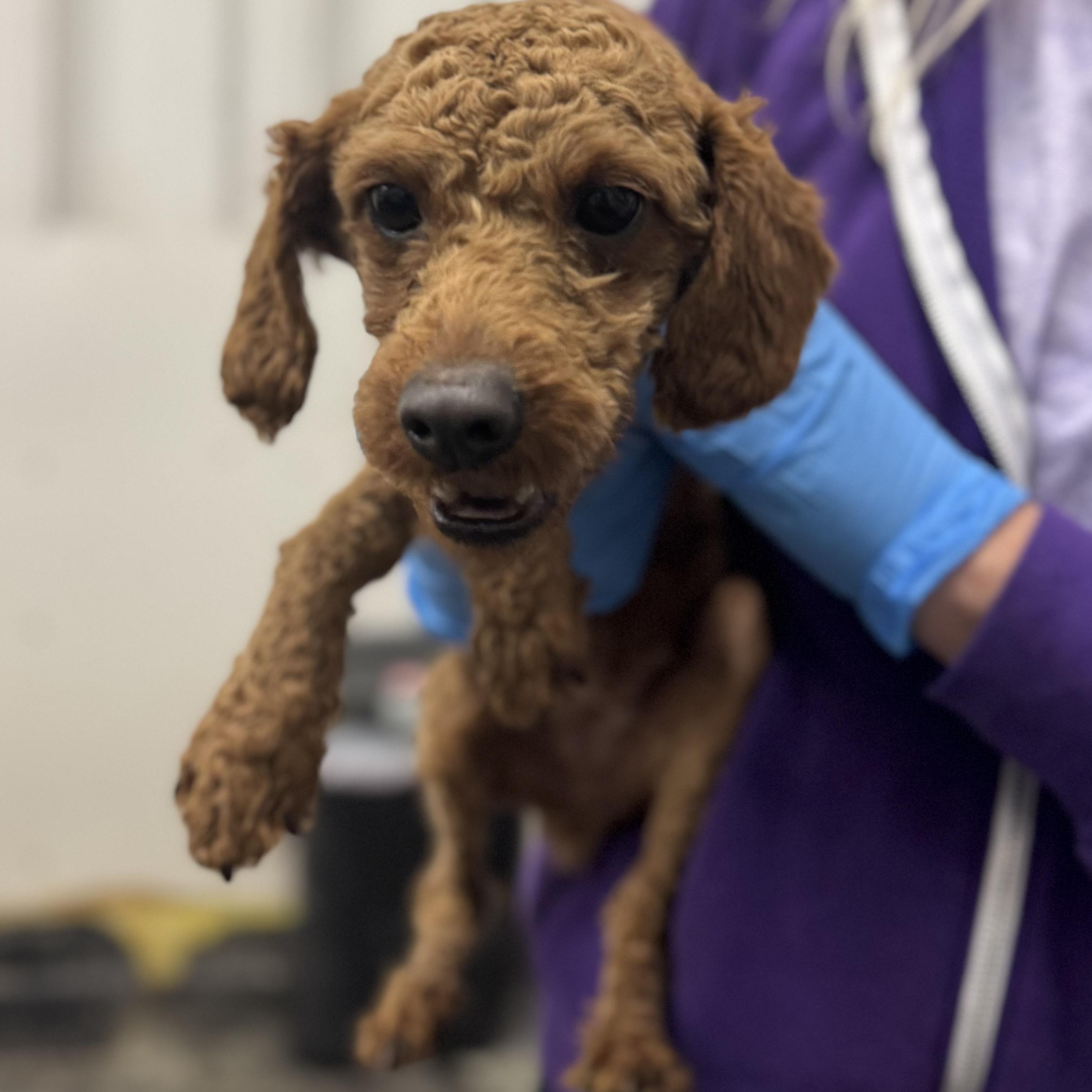 Enlarge Eminence - Foster Home Needed , a Adoptable Poodle in Hartland, WI image 2/2