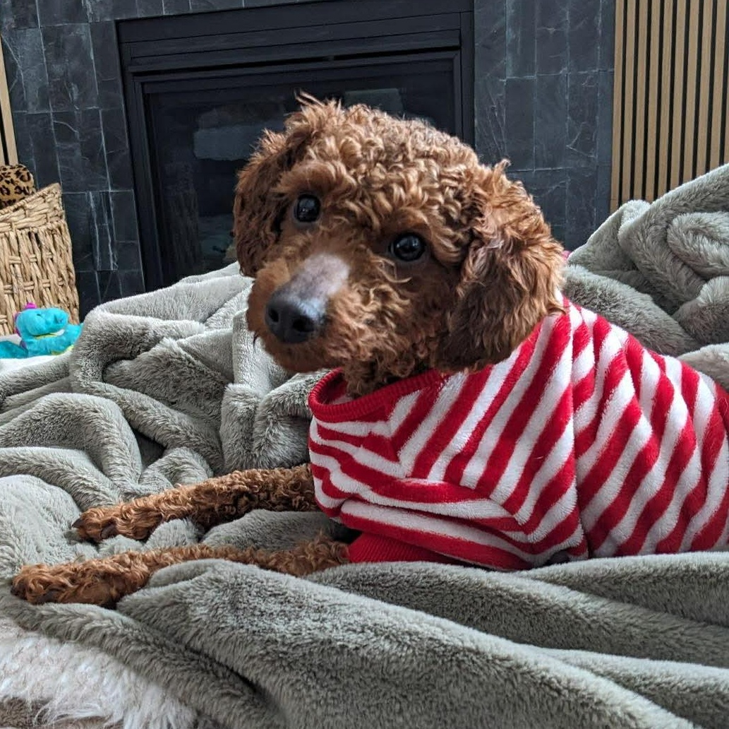 Enlarge Eminence - Home Visit in Process, a Adoptable Poodle in Hartland, WI image 3/4