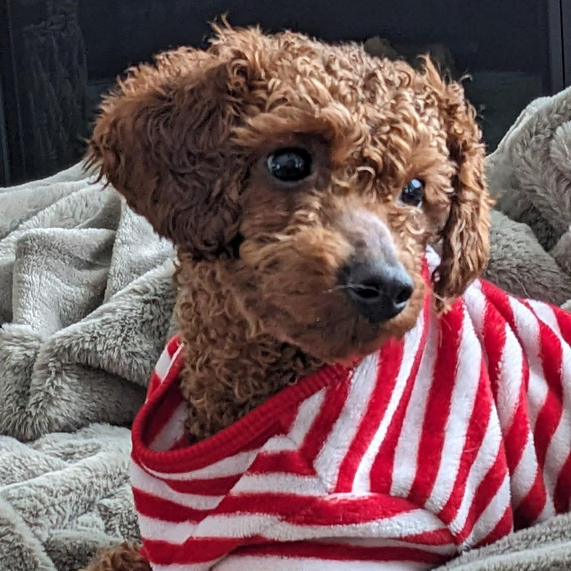 Enlarge Eminence - Home Visit in Process, a Adoptable Poodle in Hartland, WI image 2/4