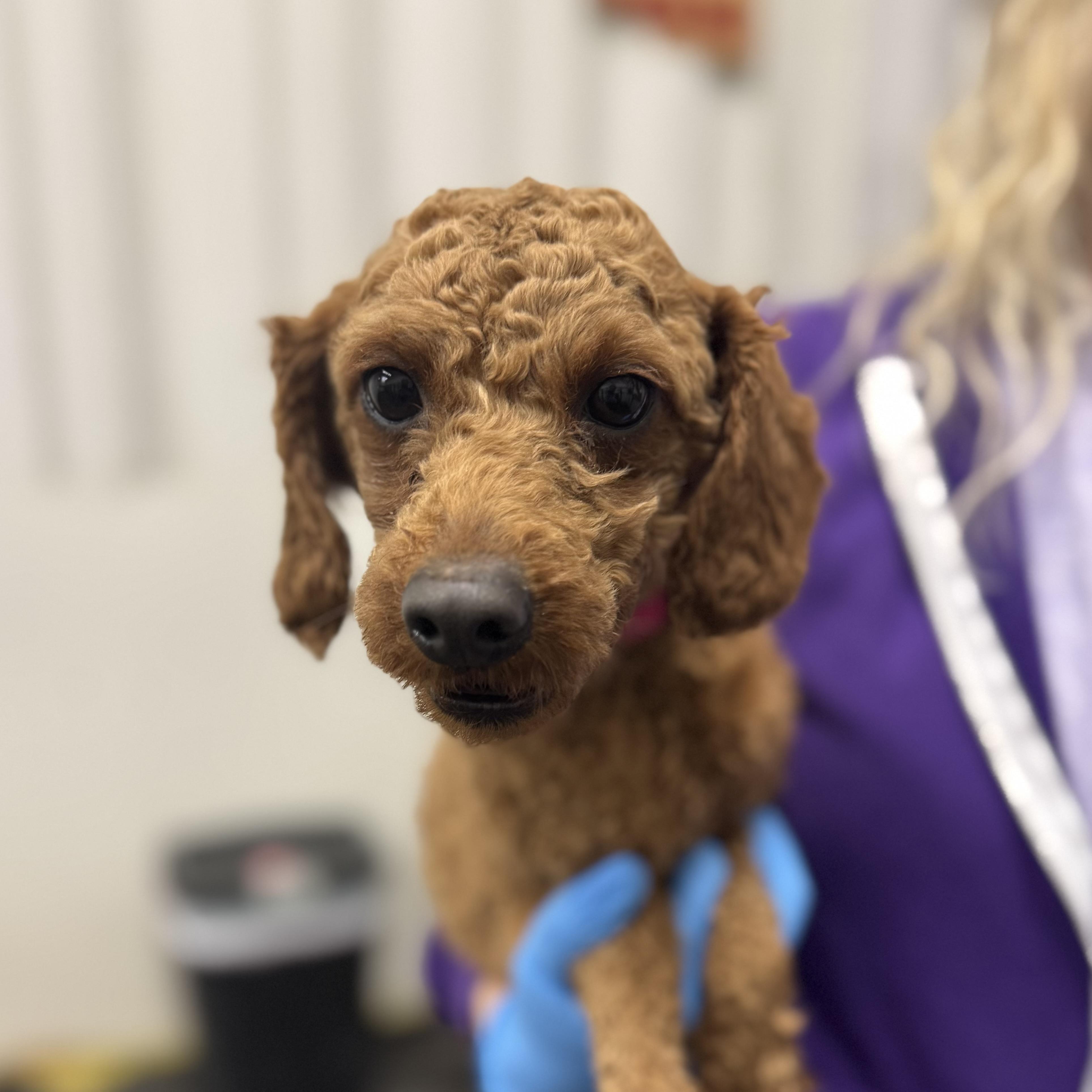 Enlarge Eminence - Foster Home Needed , a Adoptable Poodle in Hartland, WI image 1/2